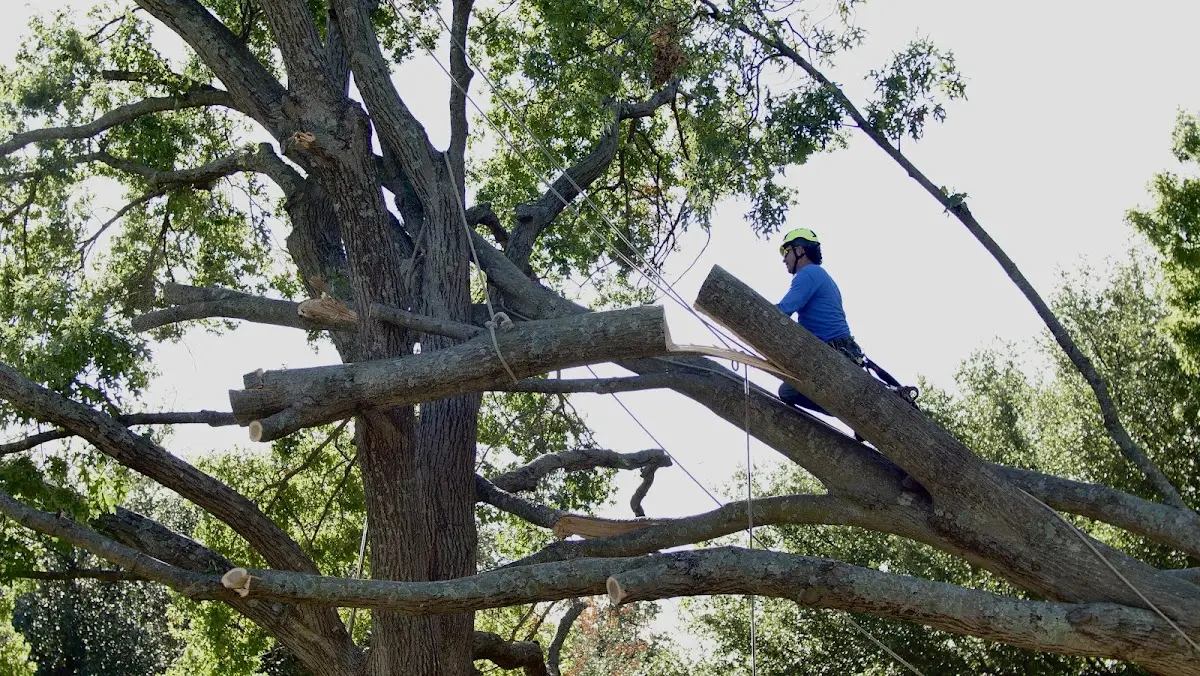Professional Hazardous Tree Removal performed by certified arborists in Nu Mine