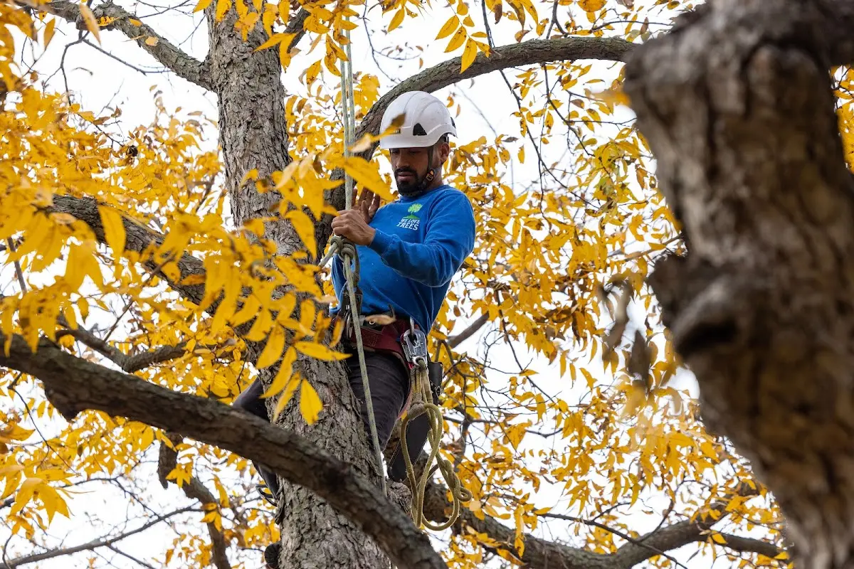Skilled Storm Damage Cleanup crew working in Nu Mine