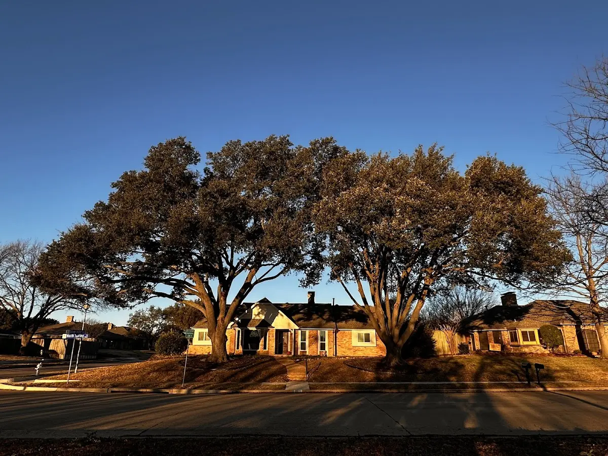 Established residential canopy tree shading a home in Nu Mine